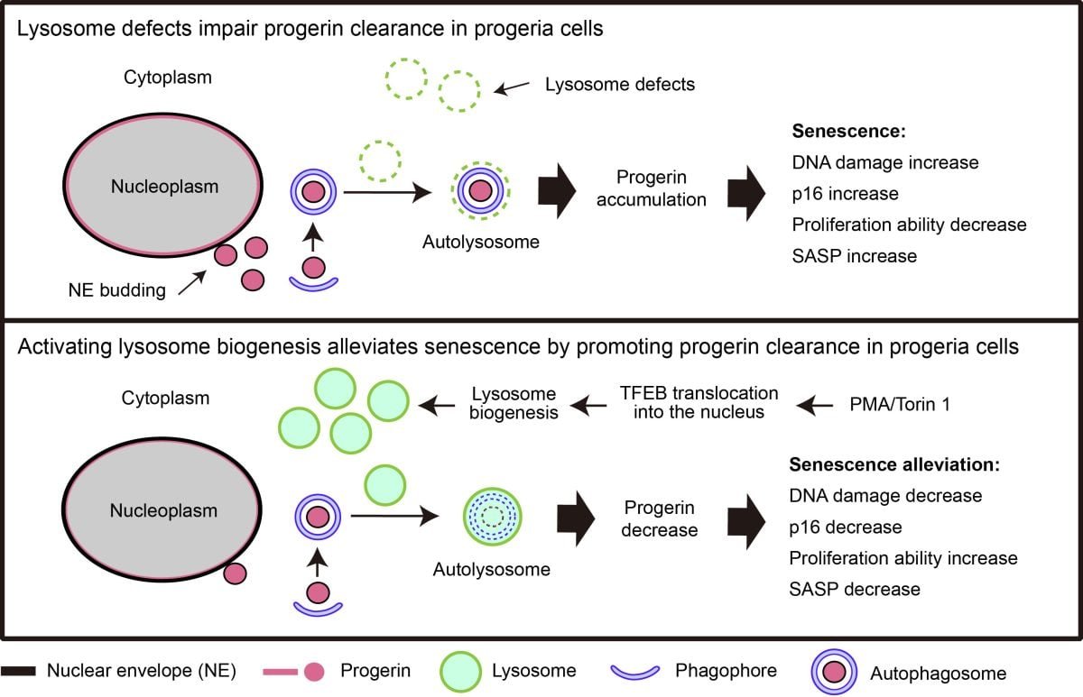 Researchers Discover the Cell’s Secret Anti-Aging Mechanism